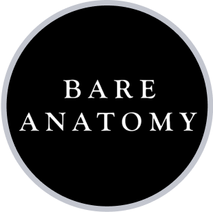 Bare Anatomy