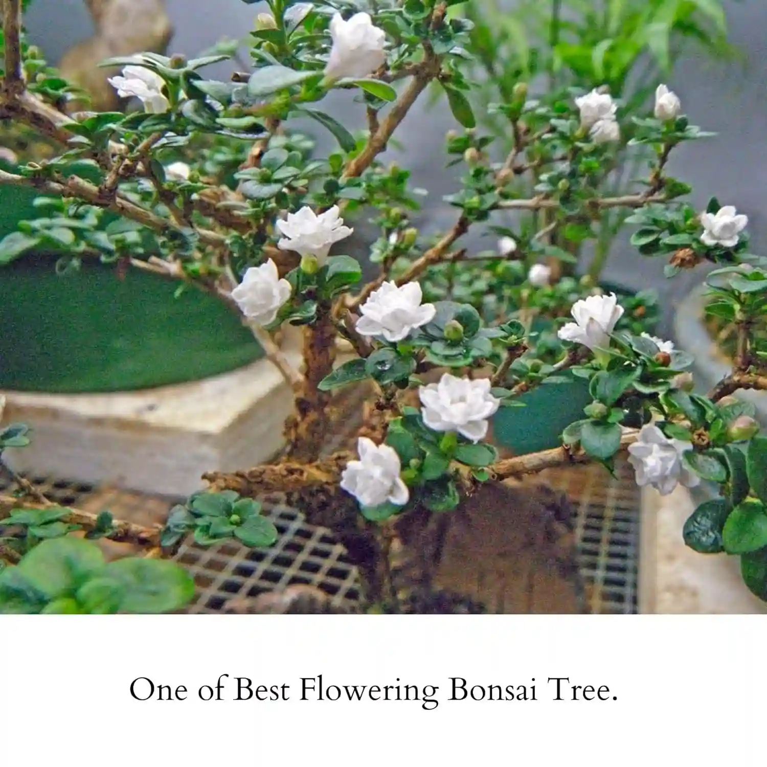 Abana Homes Serissa Snow Rose Bonsai Plant With Prop Aerial Roots - Flowering Mame Bonsai Tree 15-20 cm