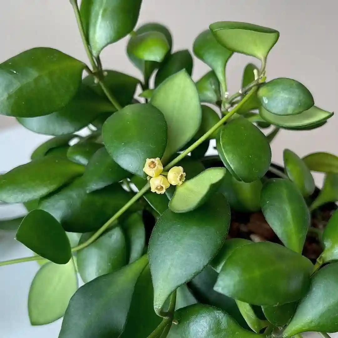 LITTLE JUNGLE Hoya Heuschkeliana - Healthy Live Plant with White Pot, Best Air Purifying Plant, Indoor Plants for Living Room, Bedroom Plants, Garden, Balcony, Best Home Décor Office Desk