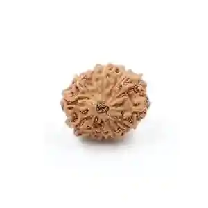 Sharvv 12 mukhi Indonesian Bead Original Rudraksha Bead for Men & Women, Origin Indonesian, Color Brown