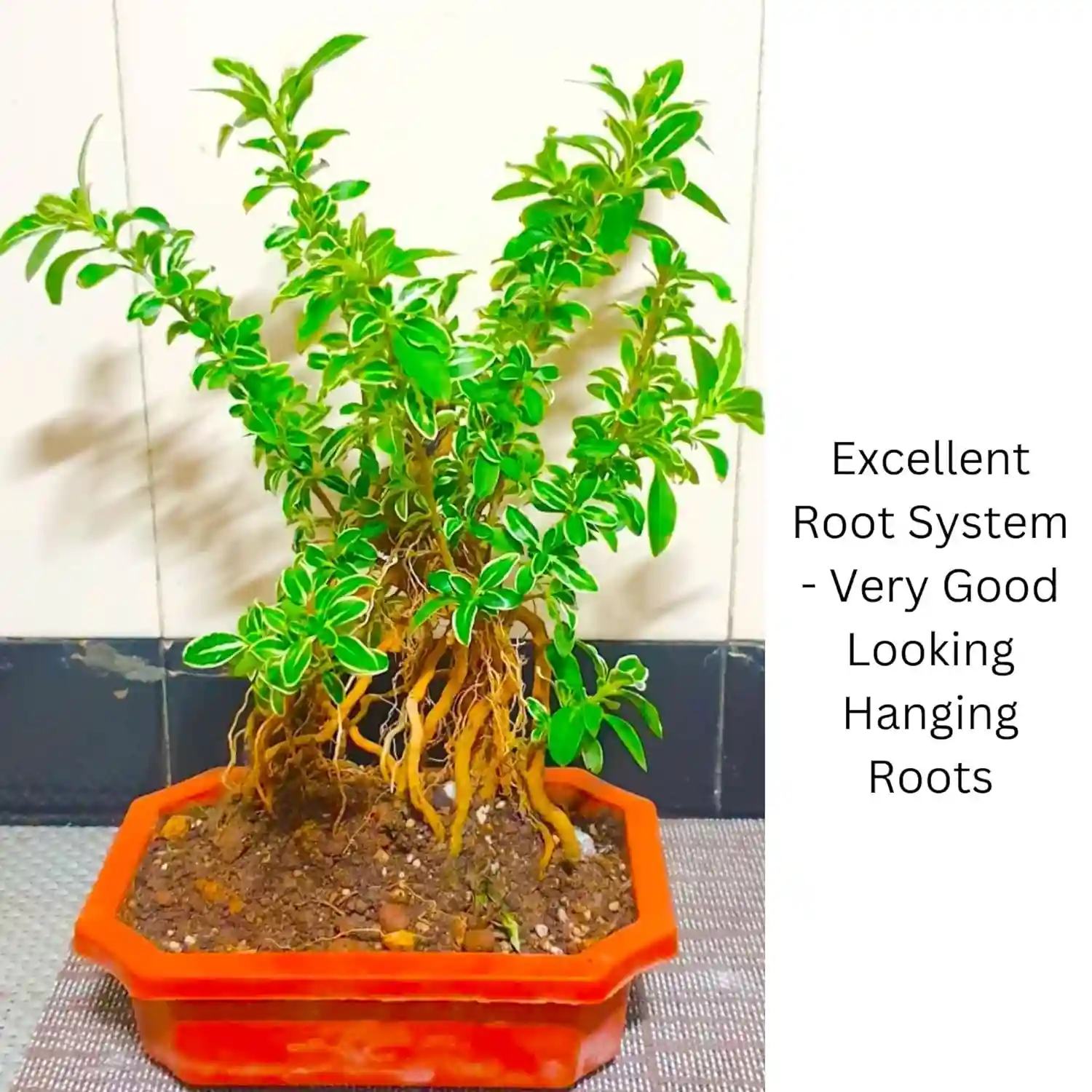 Abana Homes Serissa Snow Rose Bonsai Plant With Prop Aerial Roots - Flowering Mame Bonsai Tree 15-20 cm