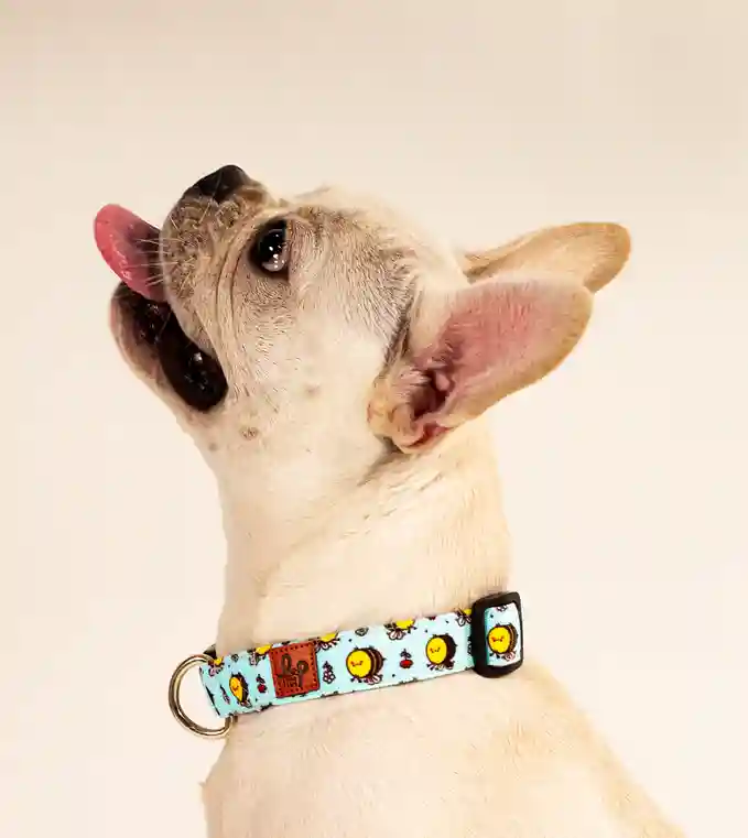 BumbleBee Dog Collar Belt - Small