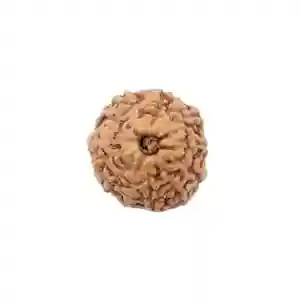 Sharvv 11 mukhi Indonesian Bead Original Rudraksha Bead for Men & Women, Origin Indonesian - Brown