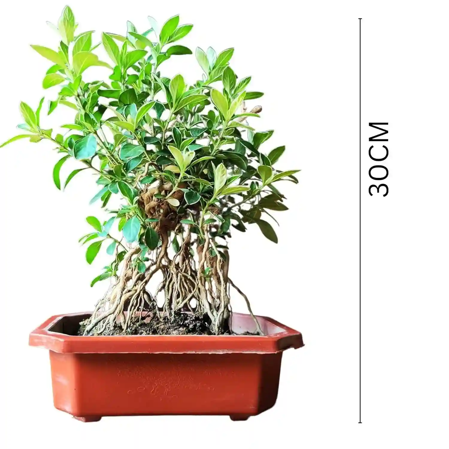 Abana Homes Serissa Snow Rose Bonsai Plant With Prop Aerial Roots - Flowering Mame Bonsai Tree 15-20 cm