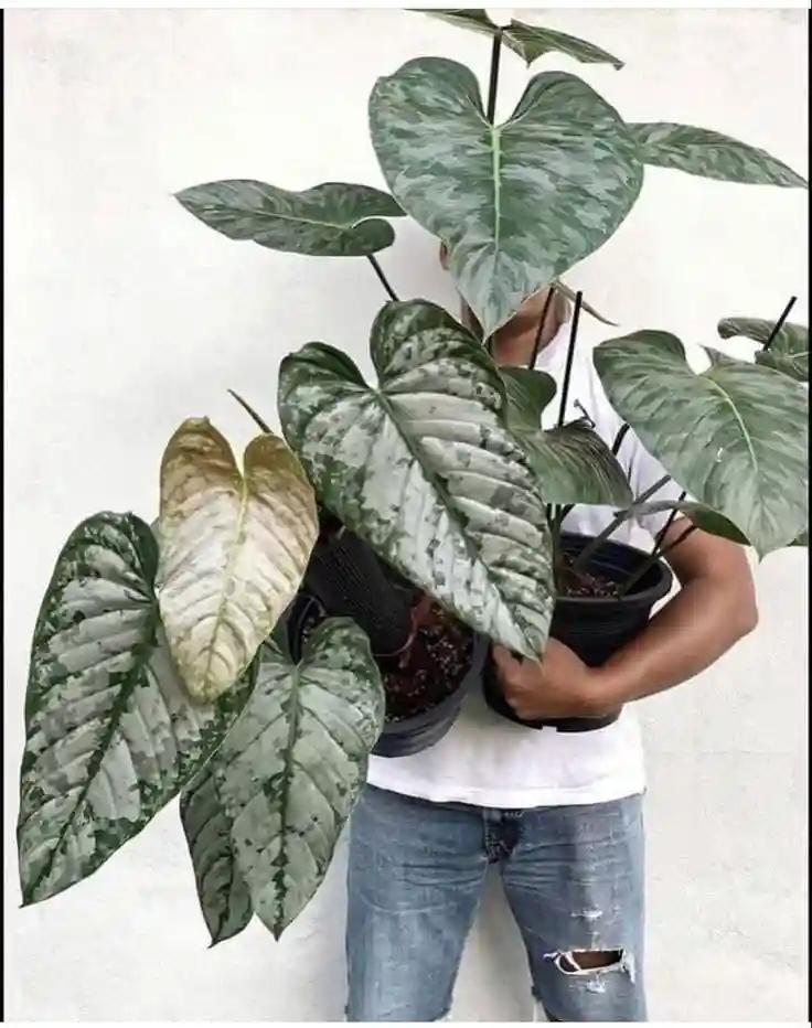 LITTLE JUNGLE Philodendrons (Brandtianum)