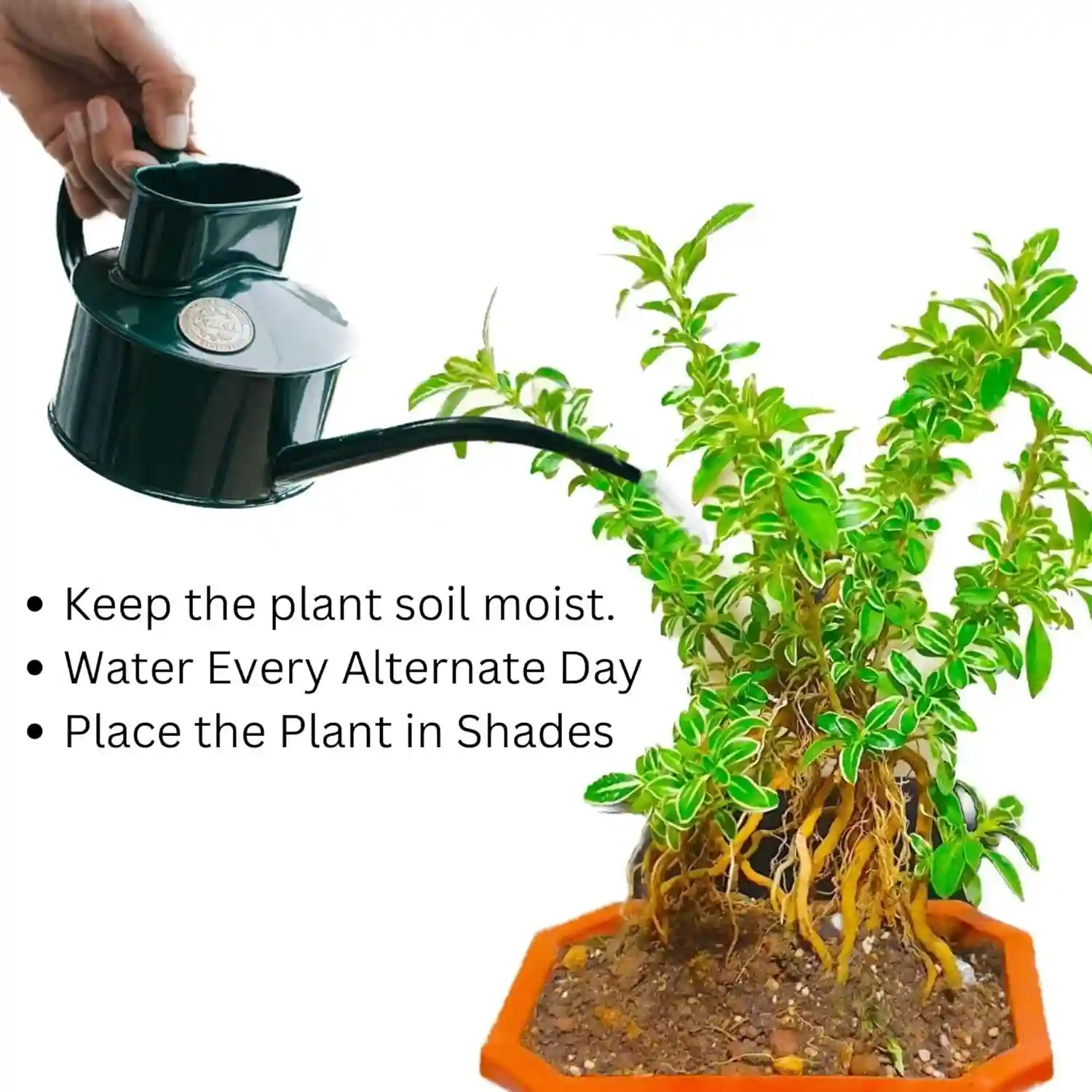 Abana Homes Serissa Snow Rose Bonsai Plant With Prop Aerial Roots - Flowering Mame Bonsai Tree 15-20 cm