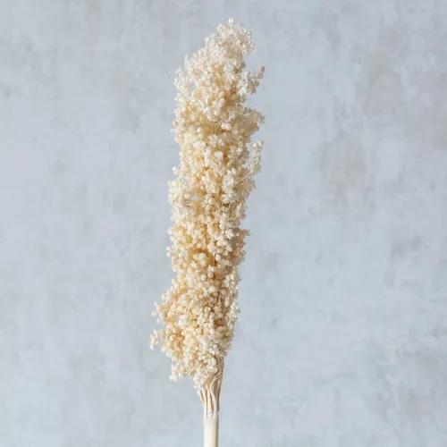 White Corn Stems (Set of 5 Sticks)