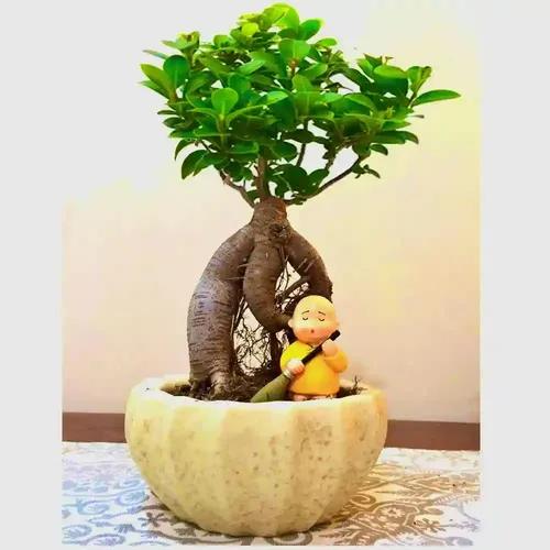 Abana Homes Bonsai Plants For Home Indoor Live in Ceramic Pot 4 Years Old 24 cms
