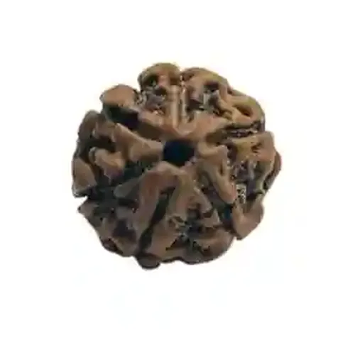 Sharvv 6 mukhi Rudraksha Bead Rudraksha Bead Natural Rudraksha Religious Rosary Bead | Positive Effect | Unisex Both for Men & Women