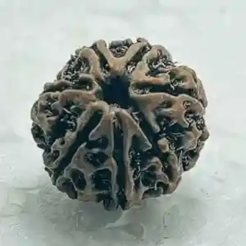 Sharvv 7 mukhi Rudraksha Bead Rudraksha Bead Natural Rudraksha Religious Rosary Bead | Positive Effect | Unisex Both for Men & Women