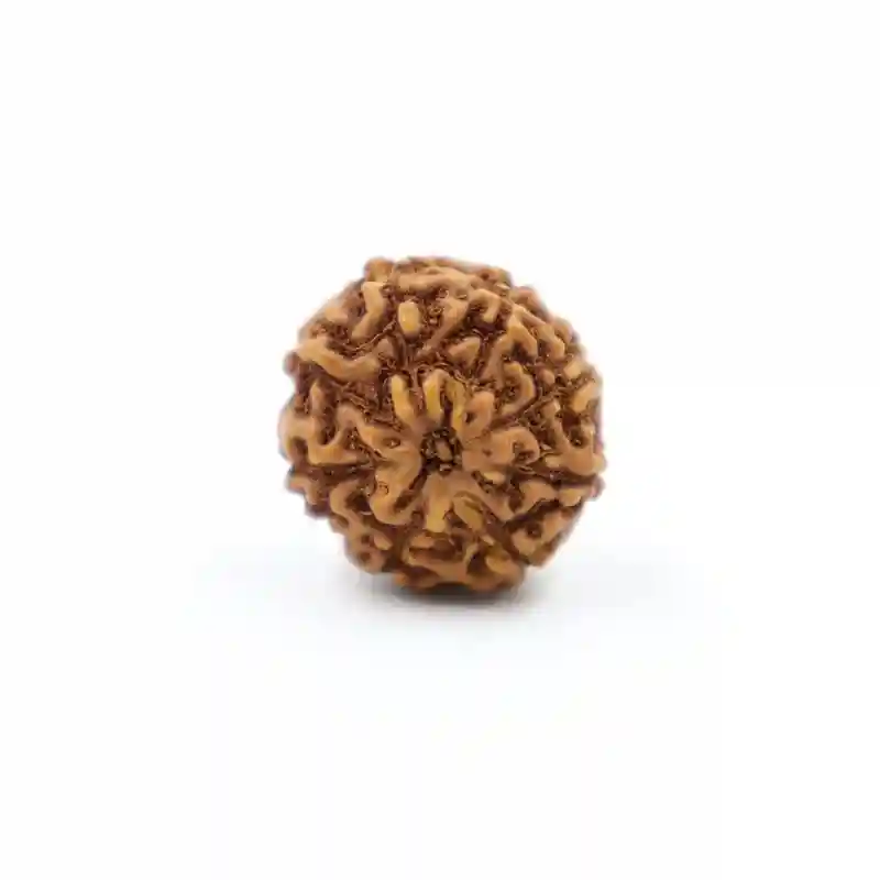 Sharvv 8 mukhi Indonesian Bead Original Rudraksha Bead for Men & Women, Origin Indonesian, Color Brown