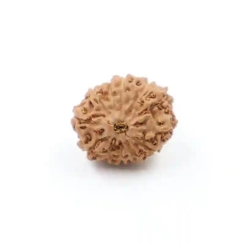 Sharvv 12 mukhi Indonesian Bead Original Rudraksha Bead for Men & Women, Origin Indonesian, Color Brown