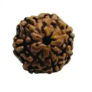 Sharvv 7 mukhi indonesian Bead Original Rudraksha Bead for Men & Women, Origin Indonesian, Color Brown