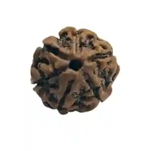 Sharvv 6 mukhi Rudraksha Bead Rudraksha Bead Natural Rudraksha Religious Rosary Bead | Positive Effect | Unisex Both for Men & Women