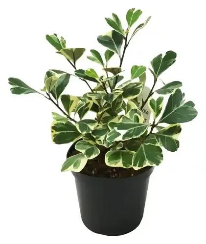 LITTLE JUNGLE Ficus Triangularis Variegated - Healthy Live Plant with Pot, Best Air Purifying Plant, Indoor Plants for Living Room, Gifting, Bedroom, Kitchen, Garden,Balcony, Home Décor & Office Desk