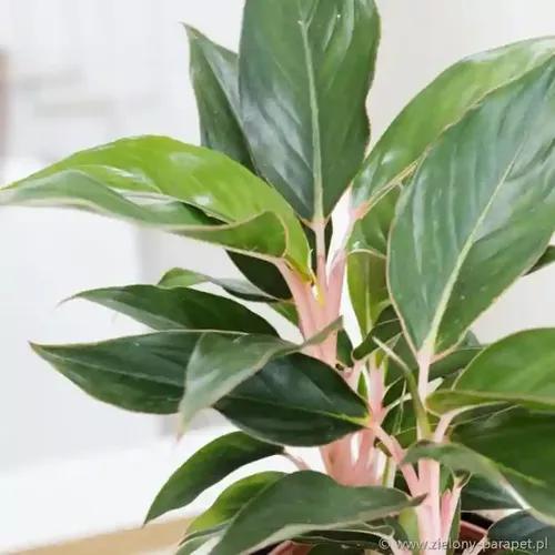 LITTLE JUNGLE Aglaonema Pink Valentine - Healthy Live Plant with White Pot | Best Air Purifying, Indoor Plants for Living Room | Low Maintenance Plants For GIfting, Balcony, Home Décor & Office Desk