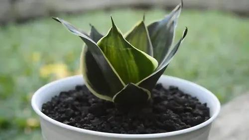 little jungle Sansevieria Hahni pagoda variegated (rare)