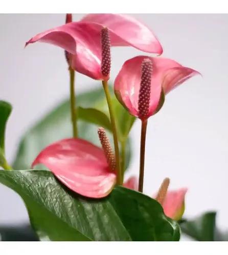 LITTLE JUNGLE Anthurium Pink with Flowers - Healthy Live Plant with White Pot, Air Purifying Plant, Indoor Plants for Living Room, Gifting, Bedroom, Kitchen, Garden, Balcony, Home Décor & Office Desk