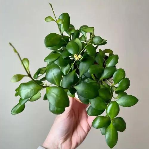 LITTLE JUNGLE Hoya Heuschkeliana - Healthy Live Plant with White Pot, Best Air Purifying Plant, Indoor Plants for Living Room, Bedroom Plants, Garden, Balcony, Best Home Décor Office Desk