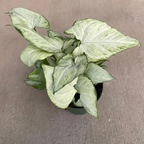 LITTLE JUNGLE Syngonium Holly - Healthy Live Plant with White Pot | Air Purifying Plant | Indoor Plants for Living Room | Gifting Plants | Rare Plants | Plants For Balcony Home Décor & Office Desk