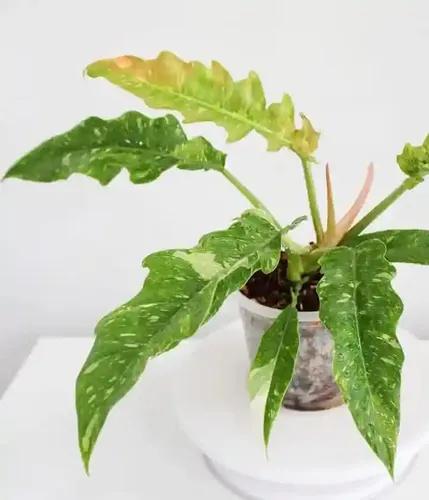 LITTLE JUNGLE Philodendron Ring of Fire Variegated - Healthy Live Plant with White Pot, Air Purifying Plant, Indoor Plants for Living Room, Gifting, Kitchen, Garden, Balcony, Home Décor & Office Desk