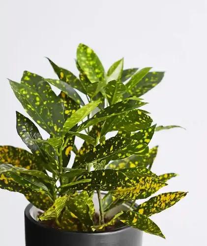 LITTLE JUNGLE Banana croton- Healthy Live Plant with White Pot, Air Purifying Plants,Indoor Plants for Living Room, Gifting, Bedroom, Garden, Balcony Plants, Best Home Décor Office Desk