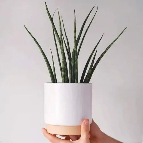 LITTLE JUNGLE Sansevieria Fernwood - Healthy Live Plant with White Pot, Air Purifying Snake Plant, Indoor Plants for Living Room, Gifting, Bedroom Plants, Garden, Balcony, Home Décor & Office Decor