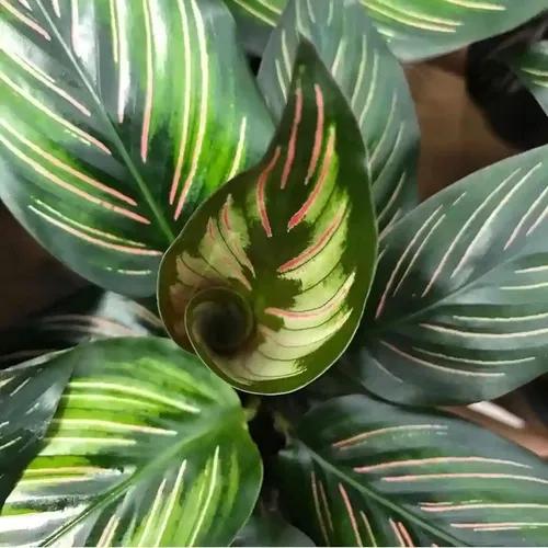 LITTLE JUNGLE Calathea Beauty Star - Healthy Live Plant with White Pot, Air Purifying Plant, Indoor Plants for Living Room, Gifting Plants, Bedroom, Garden, Balcony, Best Home Décor & Office Desk