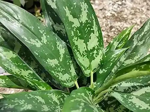 LITTLE JUNGLE Aglaonema Malay Beauty - Healthy Live Plant with White Pot | Air Purifier Plant | Indoor Plants for Living Room | Low Maintenance Plants For GIfting, Balcony, Home Décor & Office Desk
