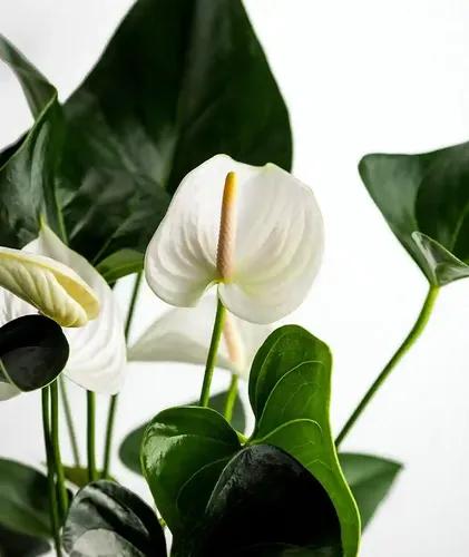 LITTLE JUNGLE Anthurium White with Flowers - Healthy Live Plant with White Pot, Air Purifying Plant, Indoor Plants for Living Room, Gifting, Bedroom, Kitchen, Garden, Balcony, Home Décor & Office Desk